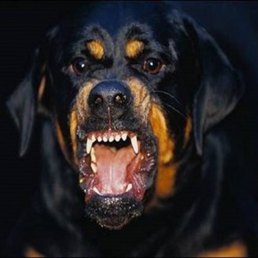 Juamski, Las Monjas y el rottweiler