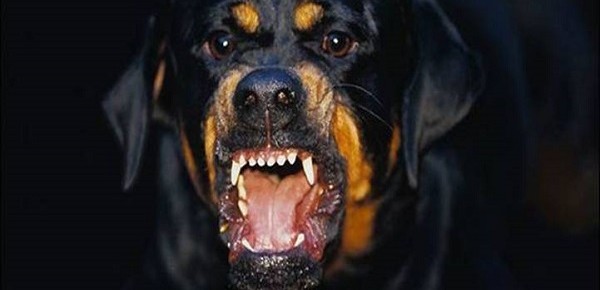 Juamski, Las Monjas y el rottweiler