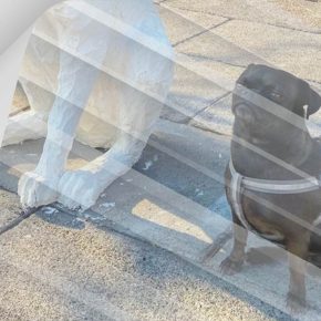 Mi reloj despertador es un perro al que le dicen Pushi Mi reloj despertador es un perro al que le dicen Pushi