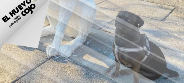 Mi reloj despertador es un perro al que le dicen Pushi
