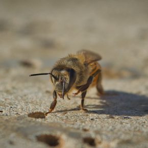 La abeja que me llevó a la oscuridad de la inconsciencia
